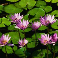 /photo/799984/无聊/water lilies_1_1_small.jpg
